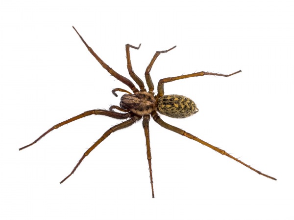 Tegenaria domestica – Ragno delle case